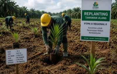 Danantara Diminta Awasi Proses Proyek Replanting PTPN IV Regional II