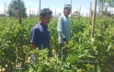 Rekor Sejarah! Harga Tomat Sentuh Rp20 Ribu per Kilo, Petani Dairi Justru Menangis