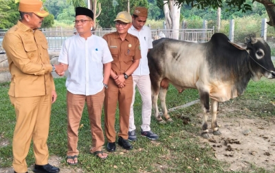 Pemkab Madina Salurkan 18 Hewan Kurban, Saipullah : Belum Capai Target