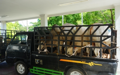 Sambut Iduladha, PT Angkasa Pura Aviasi Salurkan Belasan Hewan Kurban untuk Wilayah Ring-1 Kualanamu