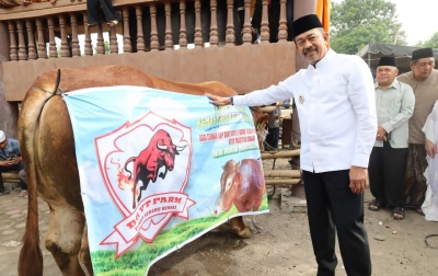 Bupati Madina Sembelih Sapi Kurban Bantuan Presiden Prabowo