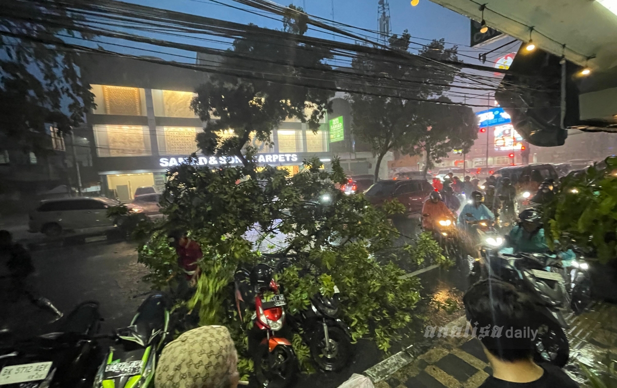 Pohon Tumbang Tutup Jalan Brigjen Katamso, Evakuasi Kilat Warga Selamatkan Lalu Lintas