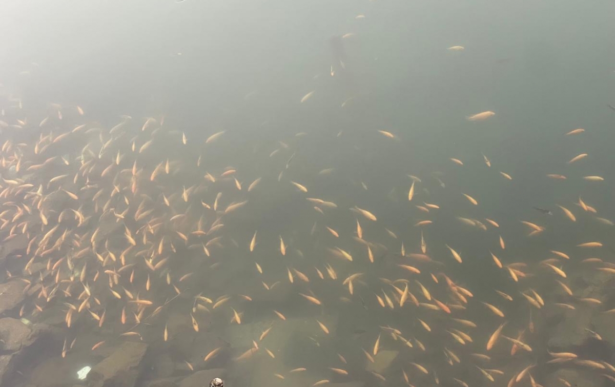 Menjaga Danau Toba dari Invasi Red Devil