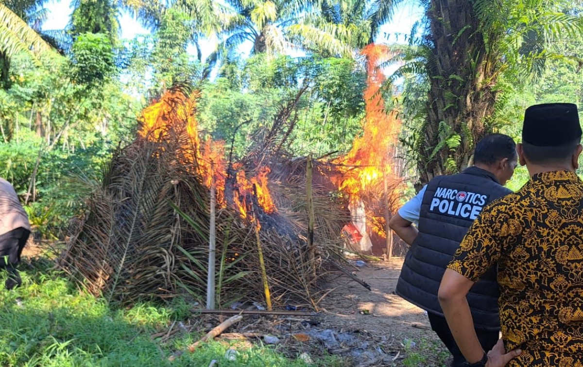 Sarang Narkoba Dolok Masihul Digerebek: Pelaku Kabur, Gubuk Transaksi Hangus Dibakar