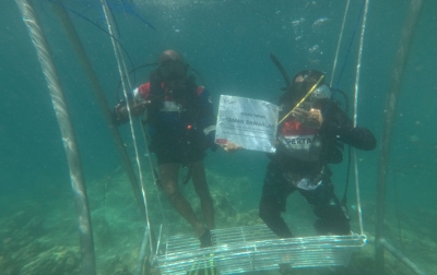 Pertamina Patra Niaga IT Teluk Kabung Laksanakan Transplantasi Terumbu Karang di Pulau Pasumpahan