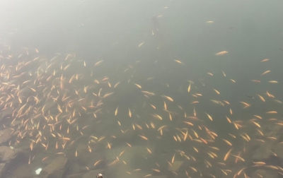 Menjaga Danau Toba dari Invasi Red Devil