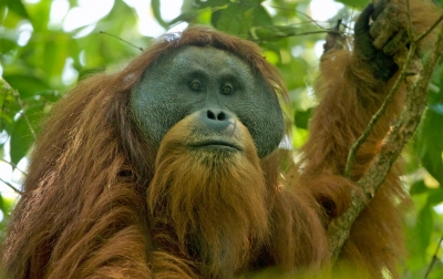 Studi: Longsor Akibat Hujan Ekstrem di Sumatra Utara Diduga Menewaskan Sekitar 10% Populasi Orangutan Tapanuli