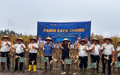 Dari Balik Tembok Pemasyarakatan, Jagung Berlimpah: Lapas Labuhan Ruku Sukses Gelar Panen Raya