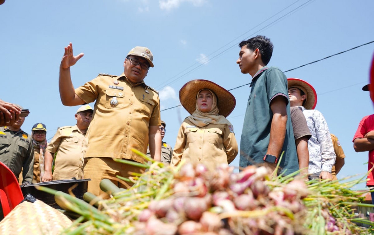 Panen Bawang di Beringin, Bupati Asri Ludin Bangun Si Pandai