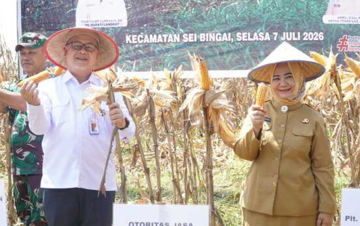 Panen Raya Jagung di Sei Bingai,  Tiorita : Sektor Pertanian Masih Menjadi Tulang Punggung Perekonomian Masyarakat Langkat