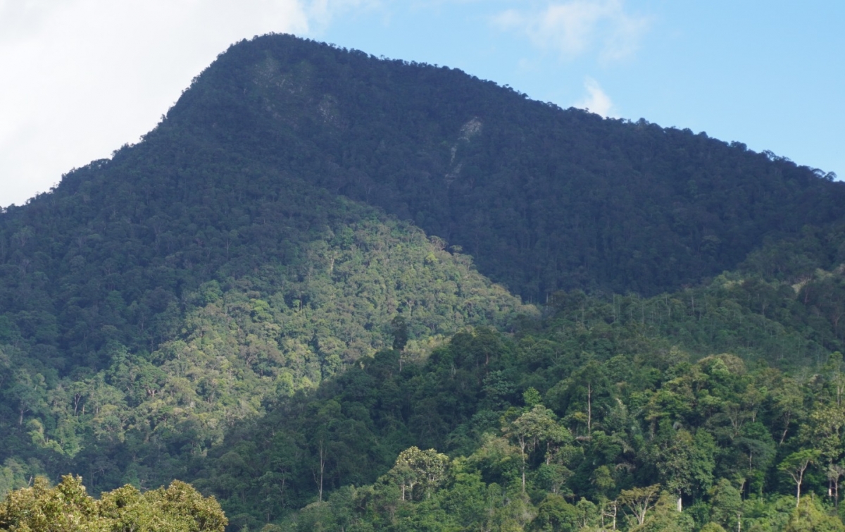 Menghubungkan Kembali Jalur Jelajah Orangutan Sumatera di Pakpak Bharat
