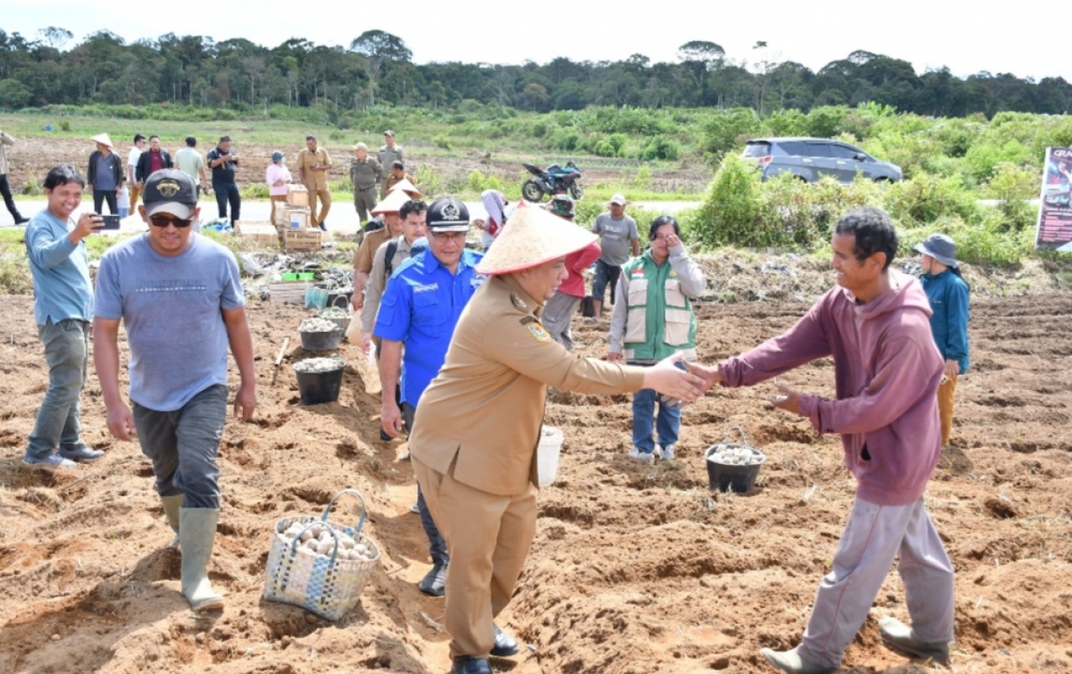 Bupati Samosir Salurkan 5 Ton Bibit Kentang