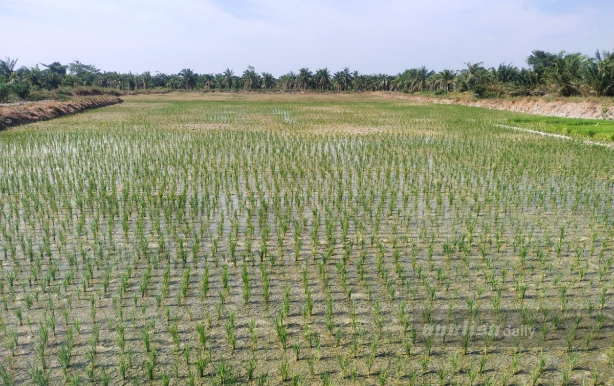 Jeritan Petani Sergai: Pupuk NPK Ponska Langka, Ancam Ketahanan Pangan Nasional