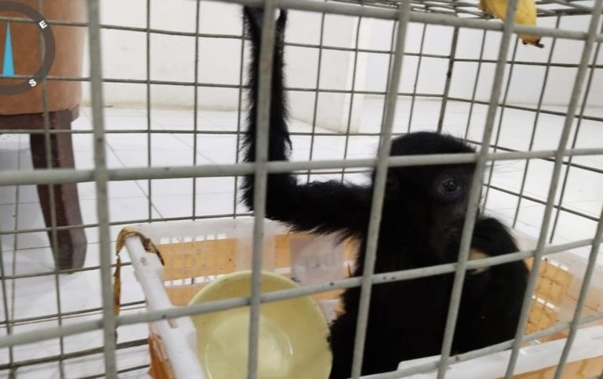 Modus Kirim Paket Daring Gagal! Gakkum LHK Tangkap Kurir Penyelundup Siamang di Binjai