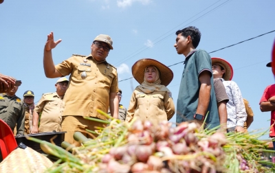 Panen Bawang di Beringin, Bupati Asri Ludin Bangun Si Pandai