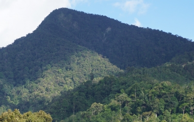 Menghubungkan Kembali Jalur Jelajah Orangutan Sumatera di Pakpak Bharat