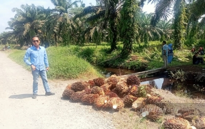 Tiga Terduga Penjarah Sawit di Lahan PT CSIL Ditahan Polres Asahan, Kuasa Hukum: HGU PT CSIL Diperoleh Sesuai Prosedur