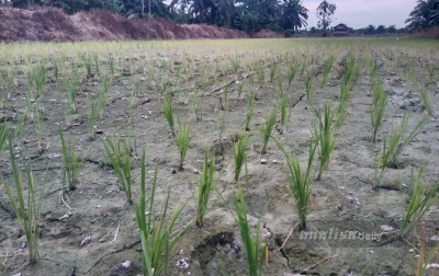Pupuk Bersubsidi Langka di Tanjung Beringin Sergai, Petani Cemas Ancam Gagal Panen