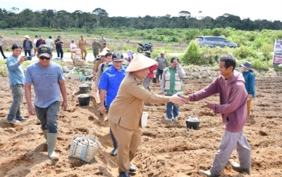Bupati Samosir Salurkan 5 Ton Bibit Kentang