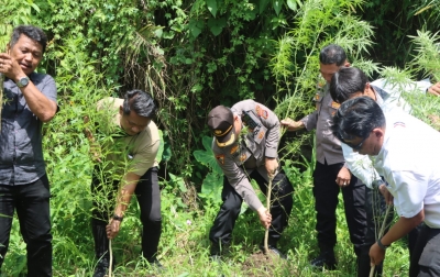 Polres Karo Grebek Perladangan Tembuten Sukatendel yang Disulap Jadi Barak Judi dan Ladang Ganja