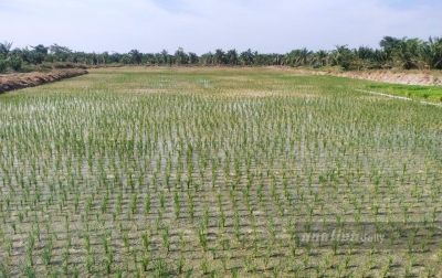 Jeritan Petani Sergai: Pupuk NPK Ponska Langka, Ancam Ketahanan Pangan Nasional