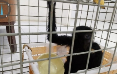Modus Kirim Paket Daring Gagal! Gakkum LHK Tangkap Kurir Penyelundup Siamang di Binjai