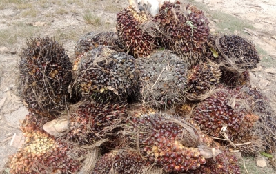 Senang Harga Stabil, Petani Sawit Sergai Justru Jeritkan Maraknya Maling Buah dan Dugaan Penadah
