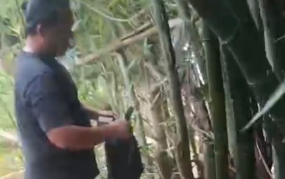 Satresnarkoba Polrestabes Medan Ungkap Peredaran Ganja Di Pohon Bambu