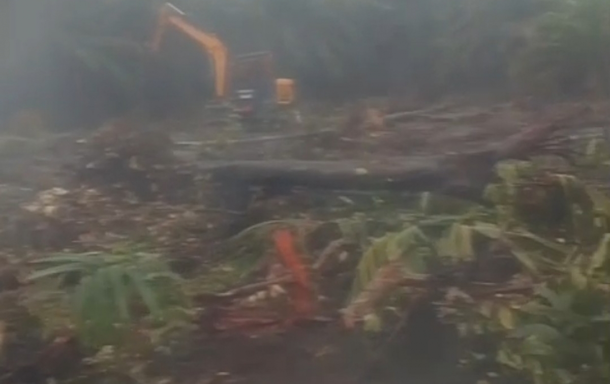 Pembukaan Lahan Diduga Rusak Hutan Mangrove di Desa Buburan, Warga Minta Aparat Bertindak