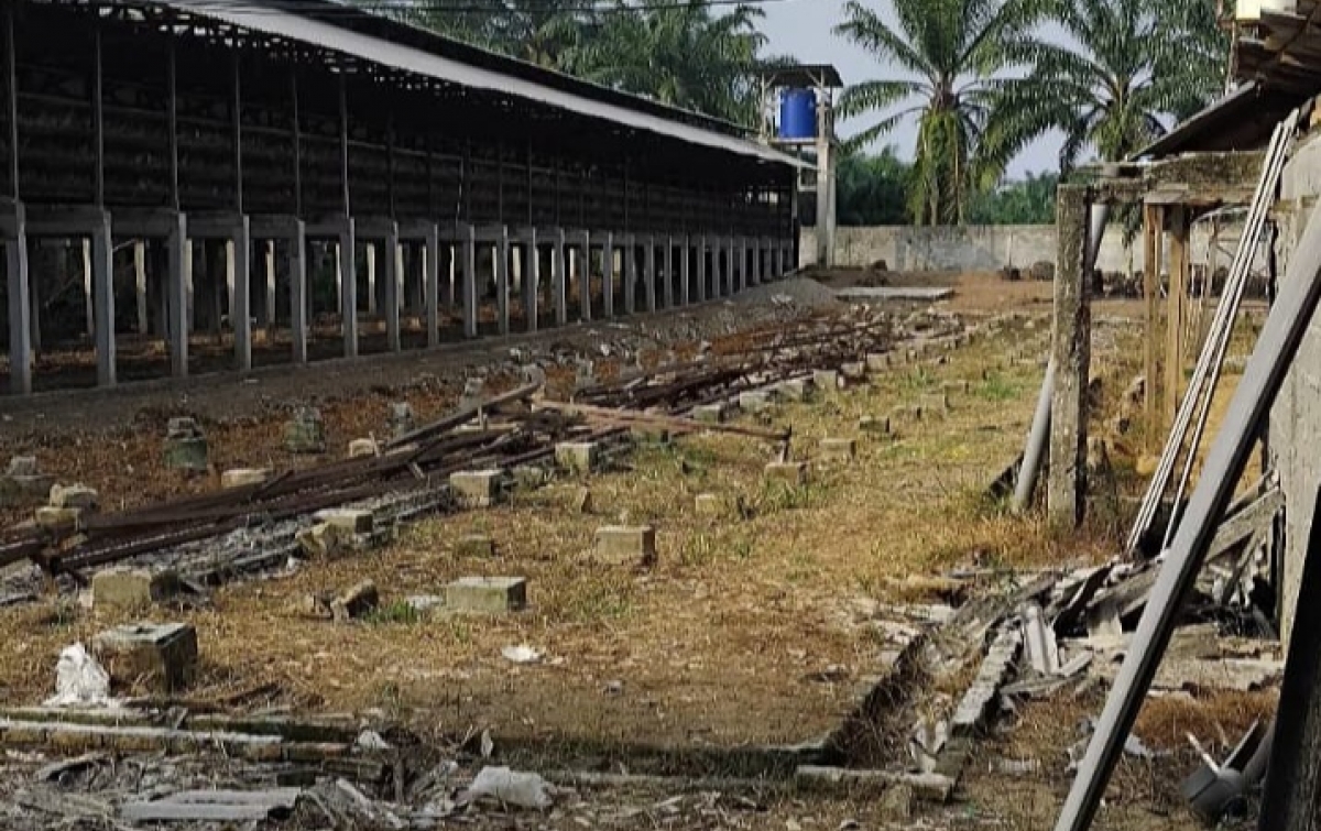 Warga Pulo Dogom Keluhkan Kandang Ayam Dekat Permukiman