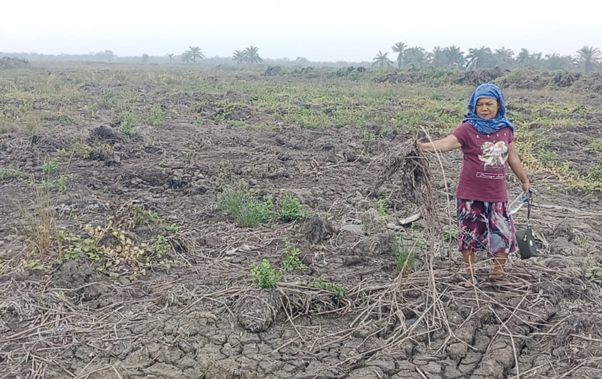 Proyek Cetak Sawah Rp3,4 M di Sergai Disorot: Petani Protes Tanpa Sumber Air, Hengky Sirait Desak Evaluasi Total