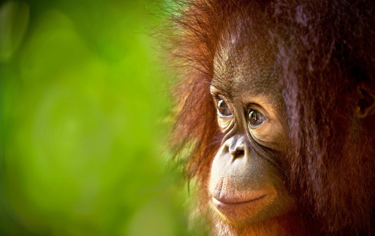 Menyelamatkan Orangutan, Melampaui Luas Hutan