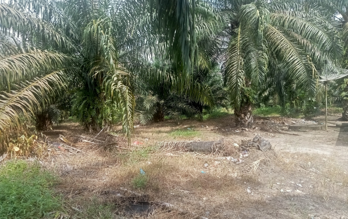 PT. Sijabut Kuasai 362 Hektar Lahan Perkebunan Sawit Tanpa Izin HGU