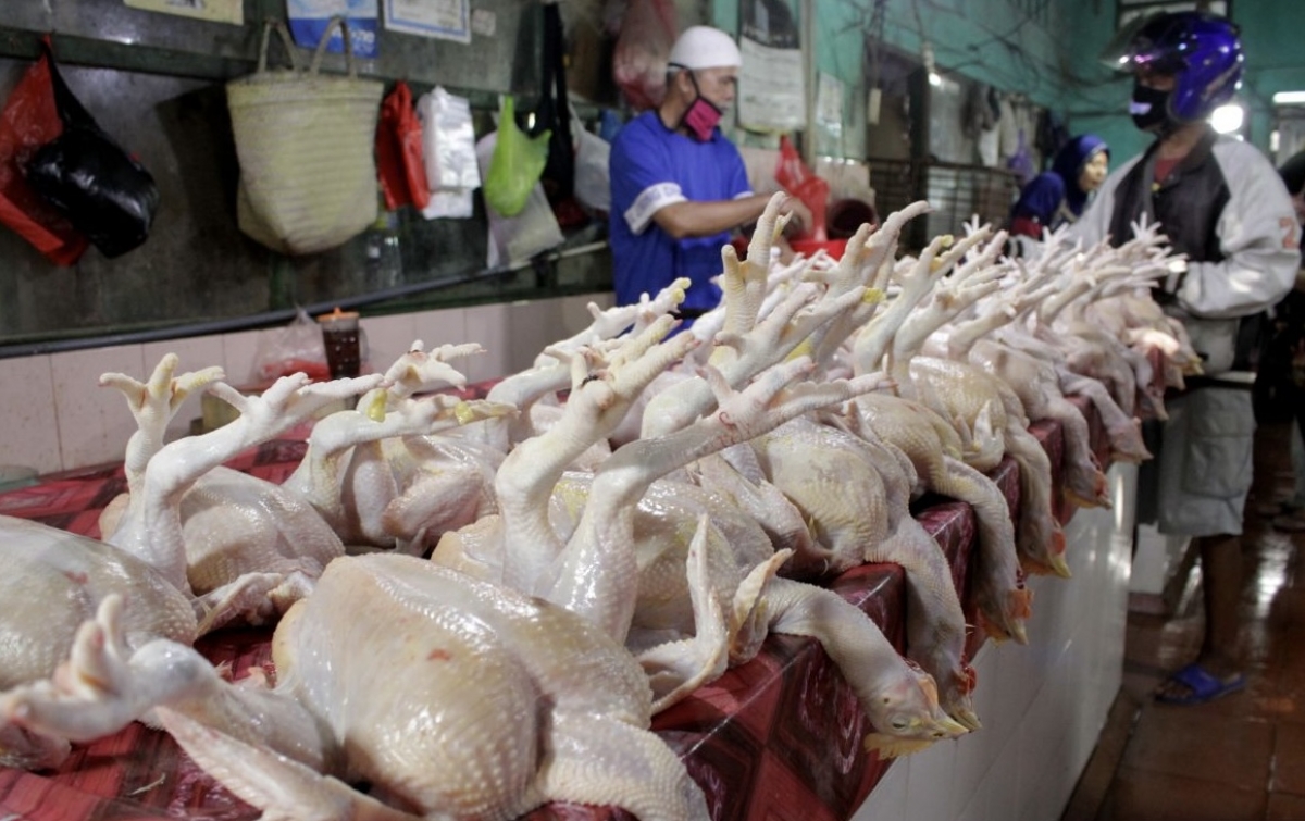 Harga Daging Ayam Ras di Sumut Tembus Rp52.400/kg, KPPU Kanwil I Selidiki Rantai Pasok dan Program MBG