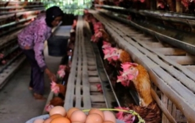 Kementan Siapkan Juknis Penyerapan Telur bagi SPPG Rp26.500/kg