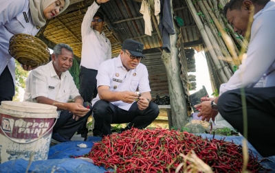 Panen Cabai di Payabakung Bupati Pastikan Dukungan Bagi Petani Terus Diperkuat
