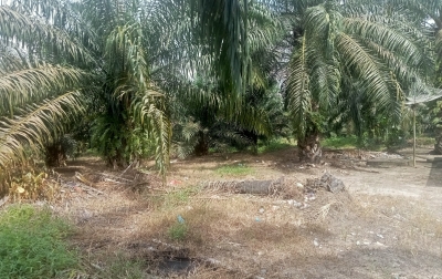 PT. Sijabut Kuasai 362 Hektar Lahan Perkebunan Sawit Tanpa Izin HGU