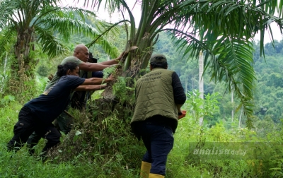 Memulihkan Kawasan Ekosistem Leuser, Ratusan Sawit Ditumbangkan
