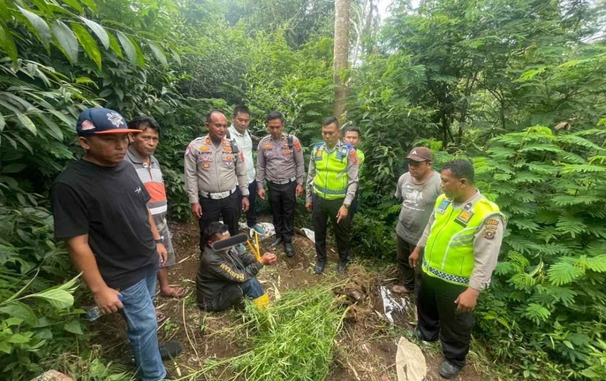 Terlibat Laka Lantas, Pria 69 Tahun Kedapatan Bawa Ganja, Polres Karo Kembangkan ke Ladangnya