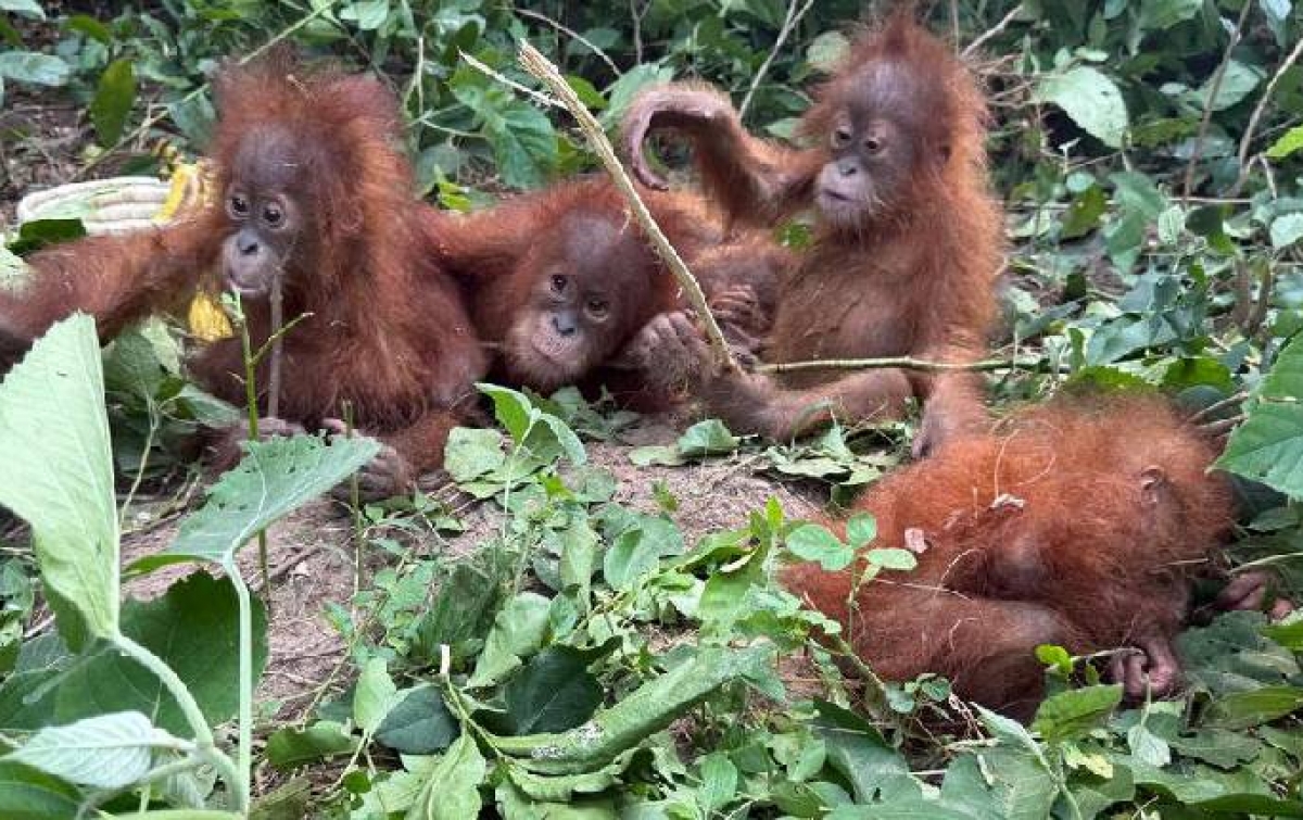 Bukan Hewan Peliharaan Tersesat: 5 Orangutan di India Jadi Bukti Kuat Perdagangan Lintas Negara
