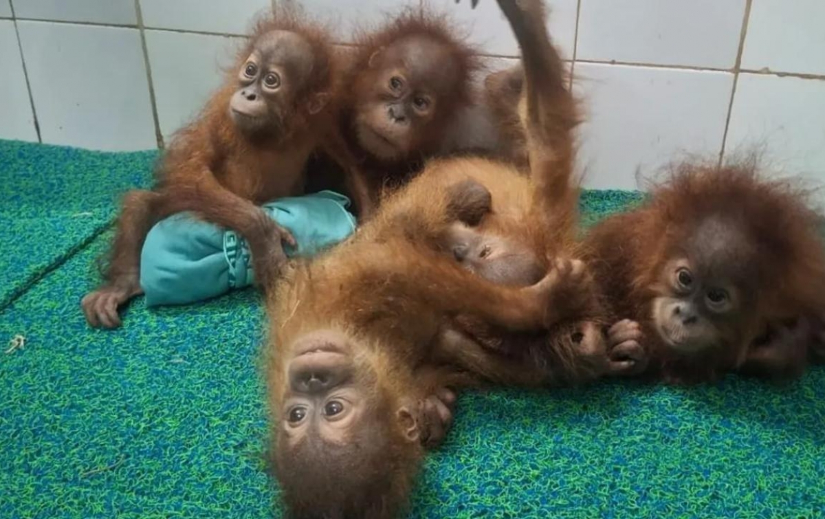 5 Orangutan di Hutan Odisha India dan Jejak Kejahatan yang Harus Diungkap