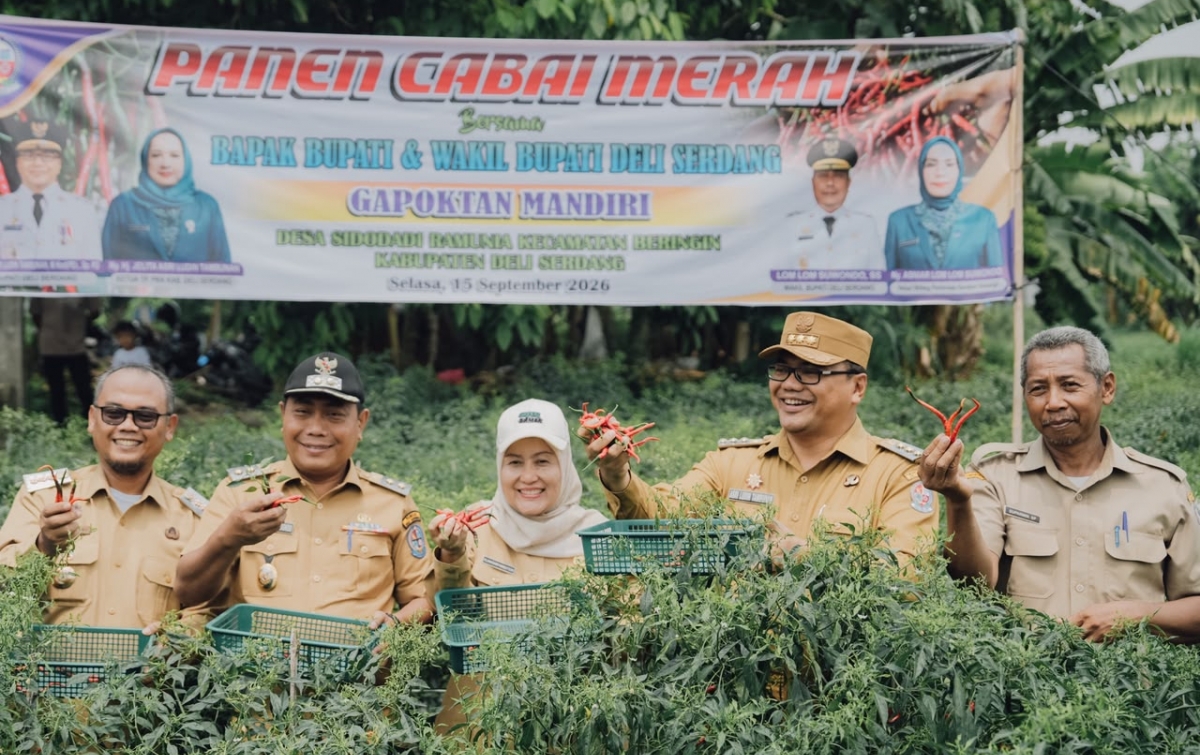 Petani dan Luas Lahan Cabai di Kecamatan Beringin Terus Bertambah