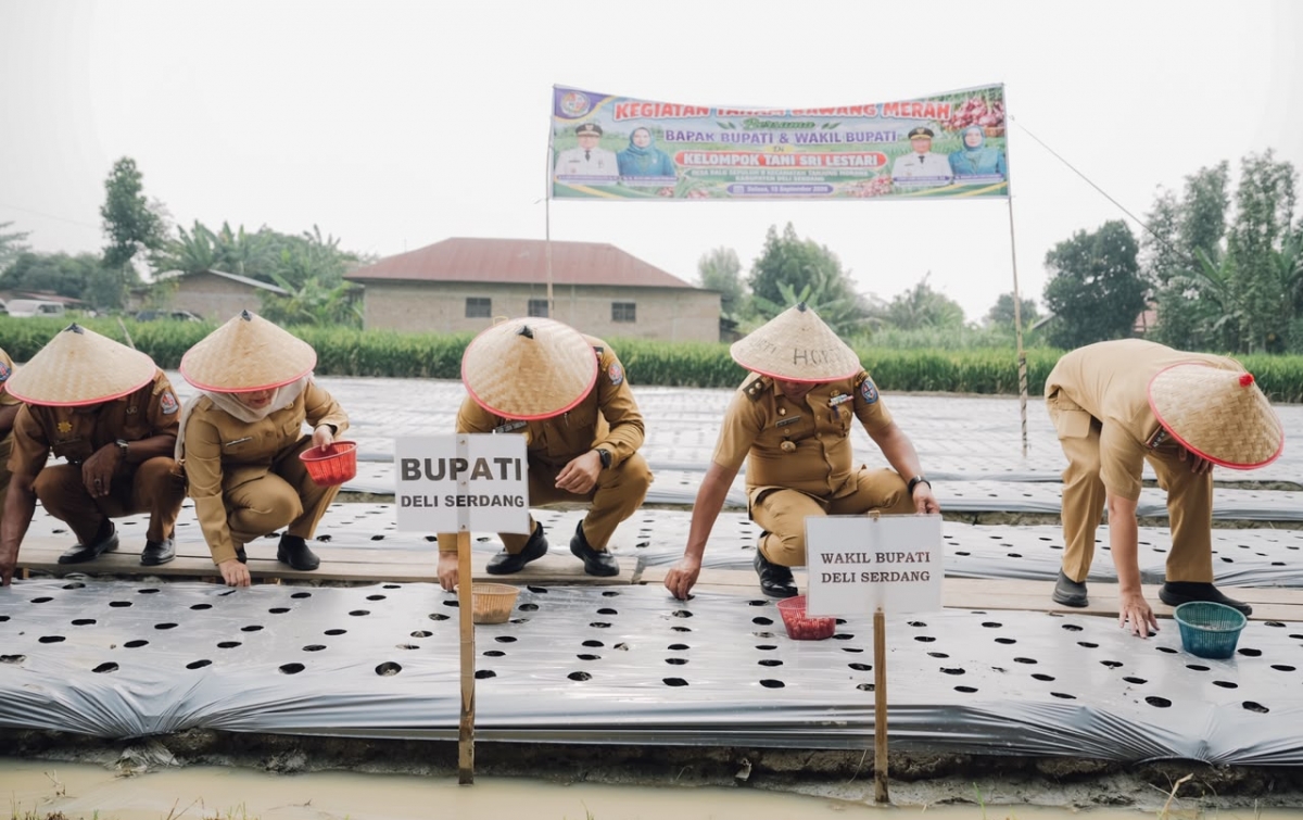 Bupati Tanam Bawang Bersama Warga di Tanjung Morawa