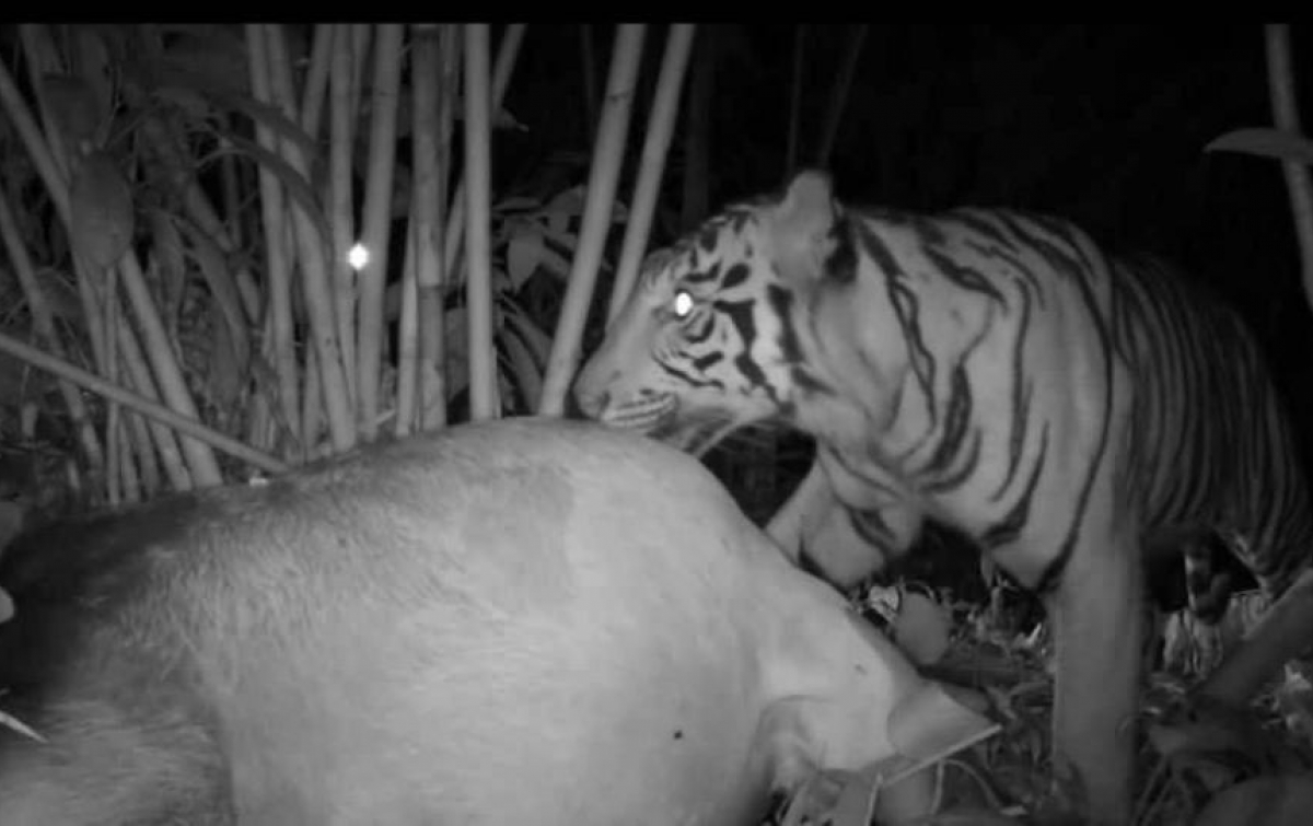 Harimau Jantan Tinggalkan Kuta Saga Pakpak Bharat Udai Mangsa Lembu
