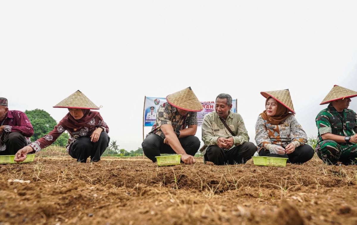 Target 13 Ton per Hektare, Bawang Merah Dikembangkan di Namorambe