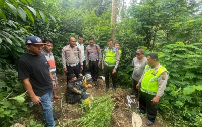 Terlibat Laka Lantas, Pria 69 Tahun Kedapatan Bawa Ganja, Polres Karo Kembangkan ke Ladangnya