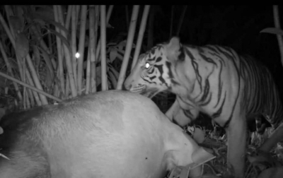 Harimau Jantan Tinggalkan Kuta Saga Pakpak Bharat Udai Mangsa Lembu