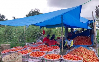 Harga Tomat Rp7.000 Per Kilogram di Dairi