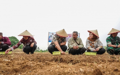 Target 13 Ton per Hektare, Bawang Merah Dikembangkan di Namorambe