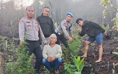 Petani Diduga Tanam 20 Batang Ganja Ditangkap